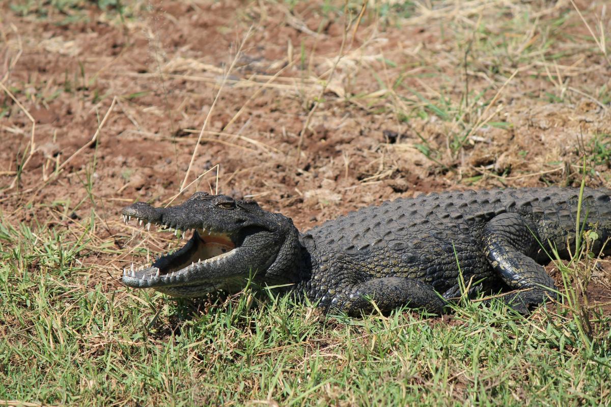Ботсвана A25NPD Крокодил, Национальный парк Чобе