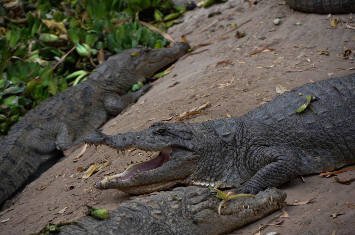 C56VC Крокодилы, Бакау, Гамбия. Туристические достопримечательности.