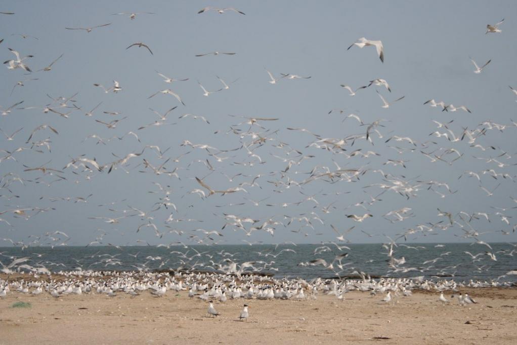 C5B Острова Биджол C5B Острова Биджол