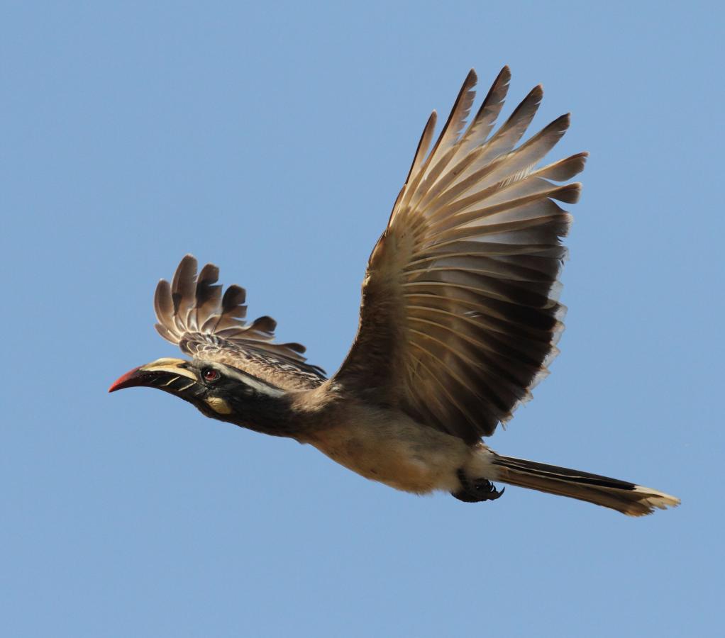 C5SP African Grey hornbill in flight, Gambia. Tourist attractions spot. C5SP African Grey hornbill in flight, Gambia. Tourist attractions spot.