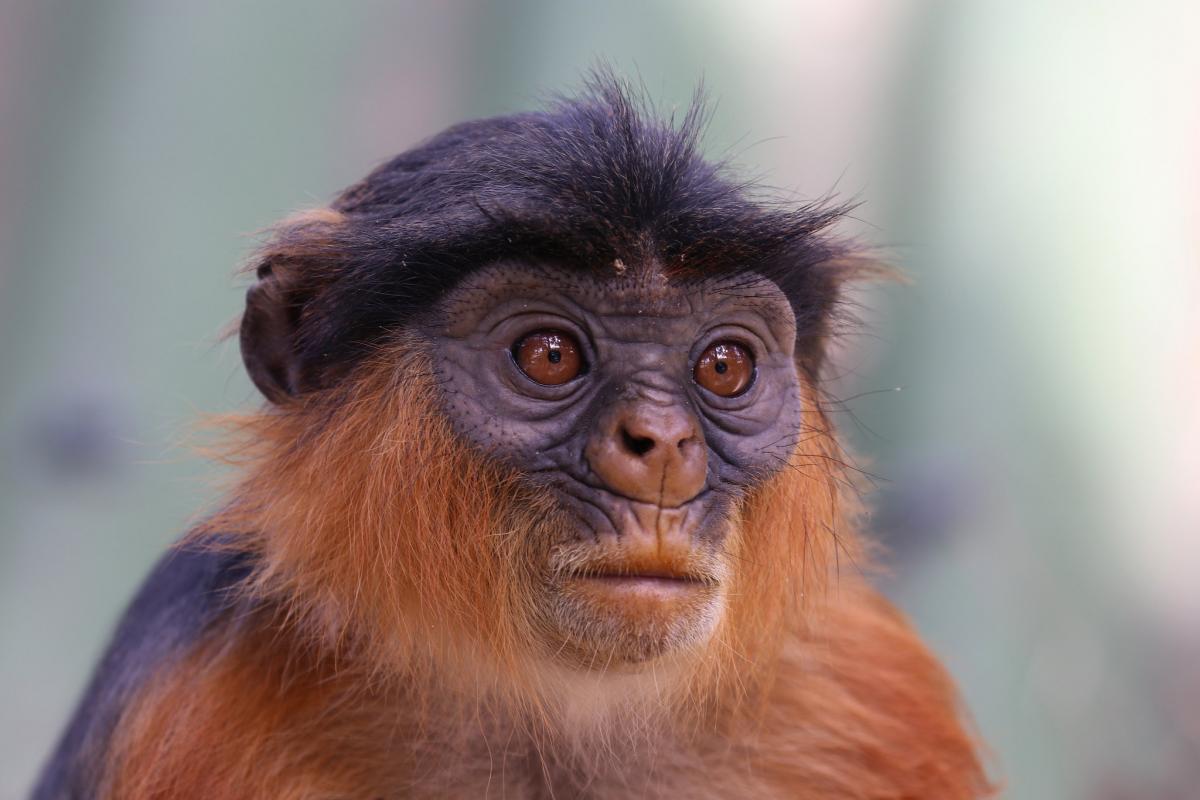 C5XW Western Red Colobus, Gambia. Tourist attractions spot