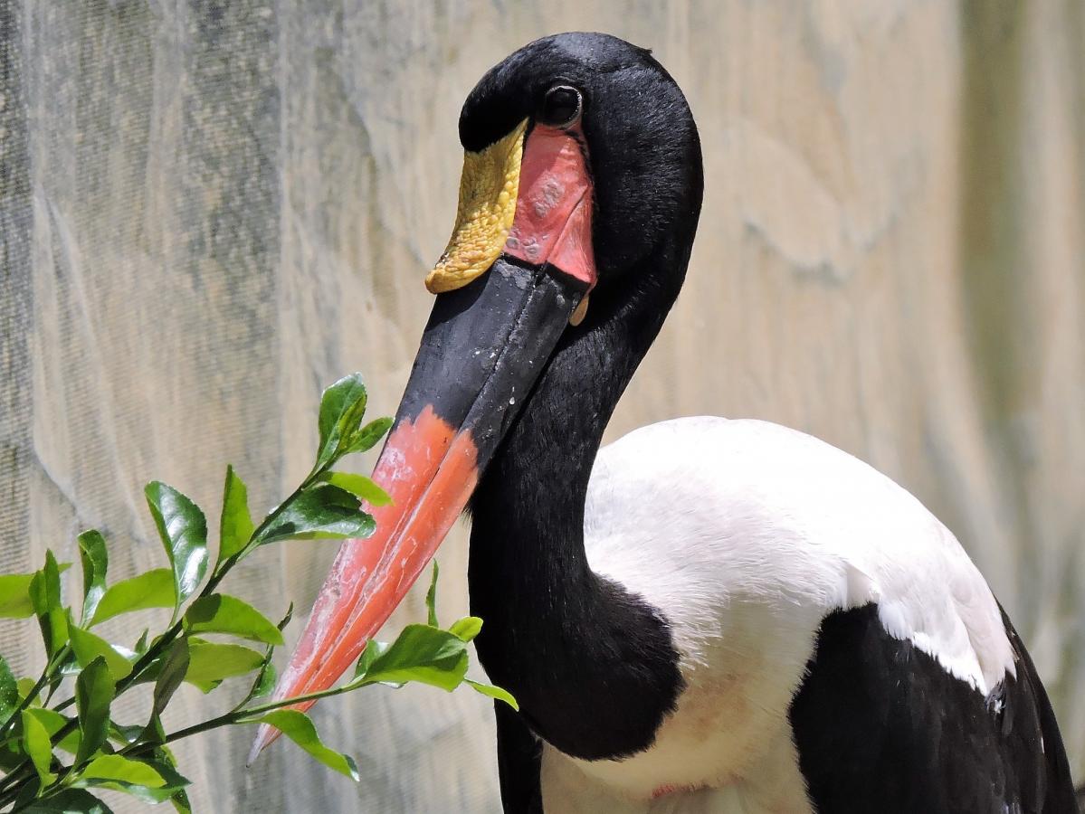 C5XW Saddle-Billed Stork, Gambia.