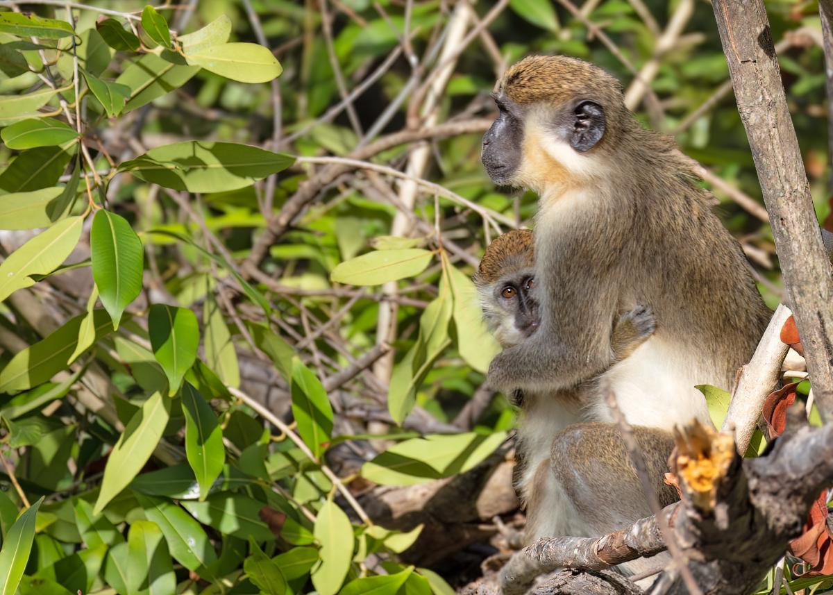 C5Y Гамбия Туристические достопримечательности C5Y Гамбия Туристические достопримечательности