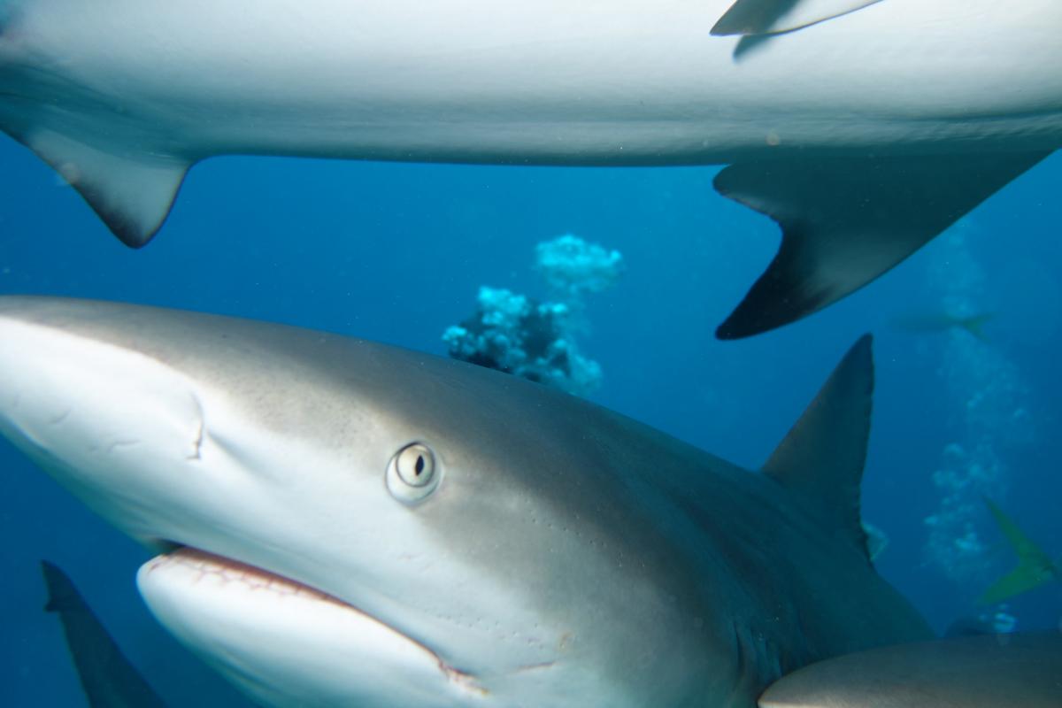 C6ADD Freeport, The Bahamas. Tourist attractions spot