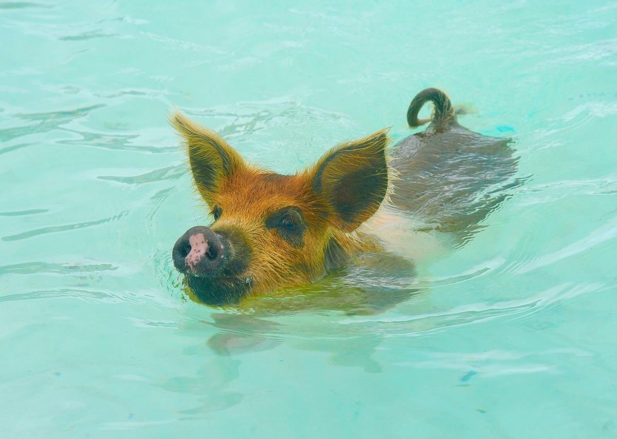 C6AGE The Bahamas Tourist attractions spot C6AGE The Bahamas Tourist attractions spot