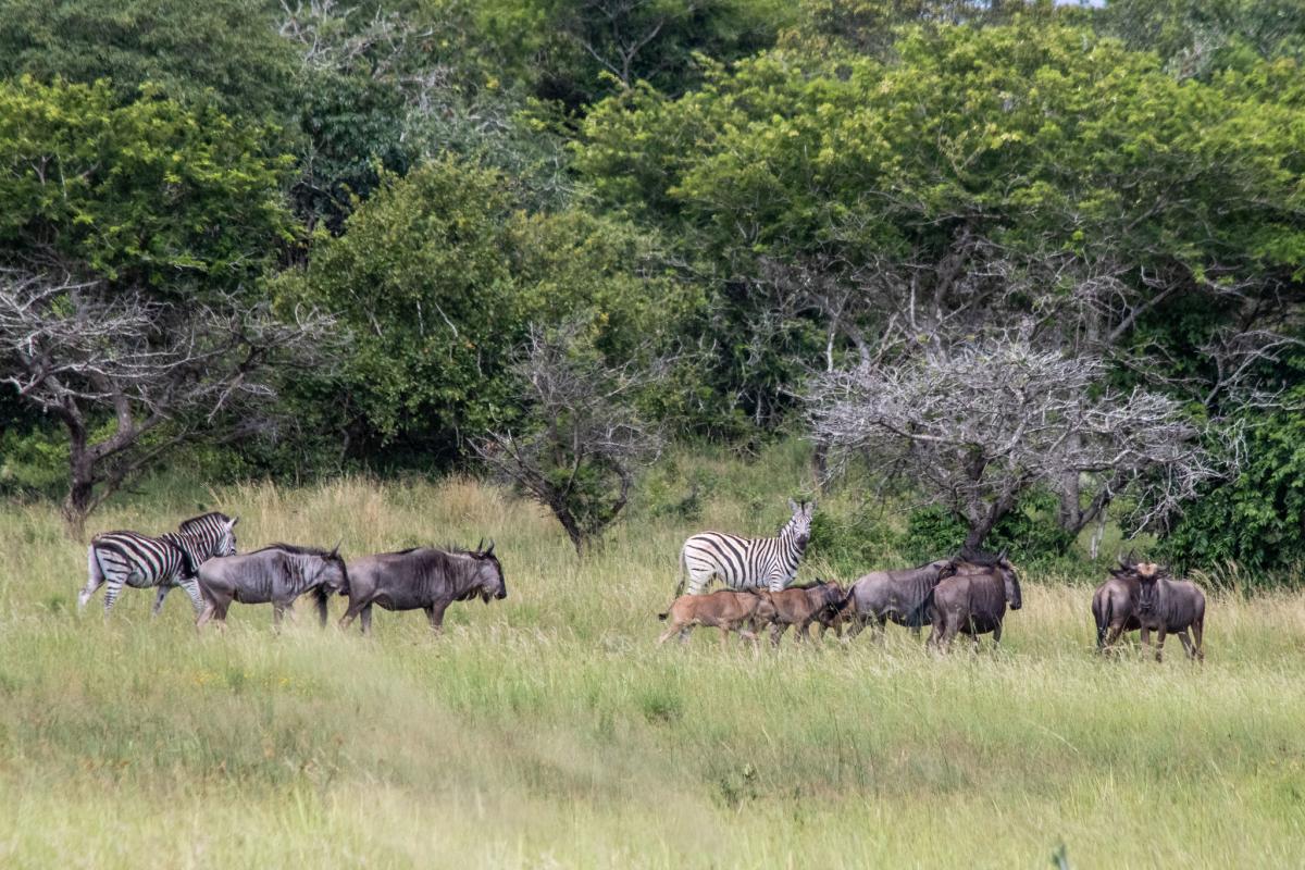 Mozambique.