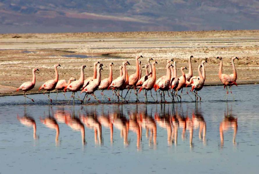 Chile CE3/DF8AN Tourist attractions spot Flamingos, Atacama Desert.
