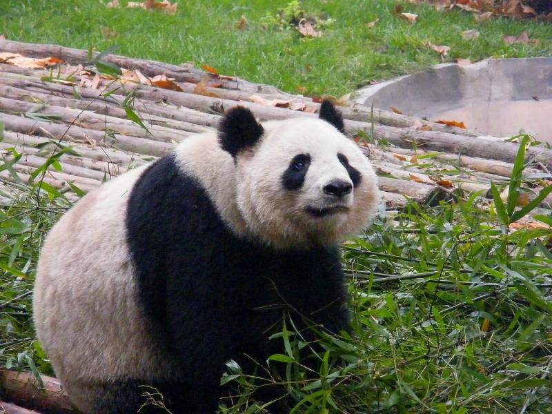 Китай BA4TB DX Новости Панда Китай BA4TB DX Новости Панда