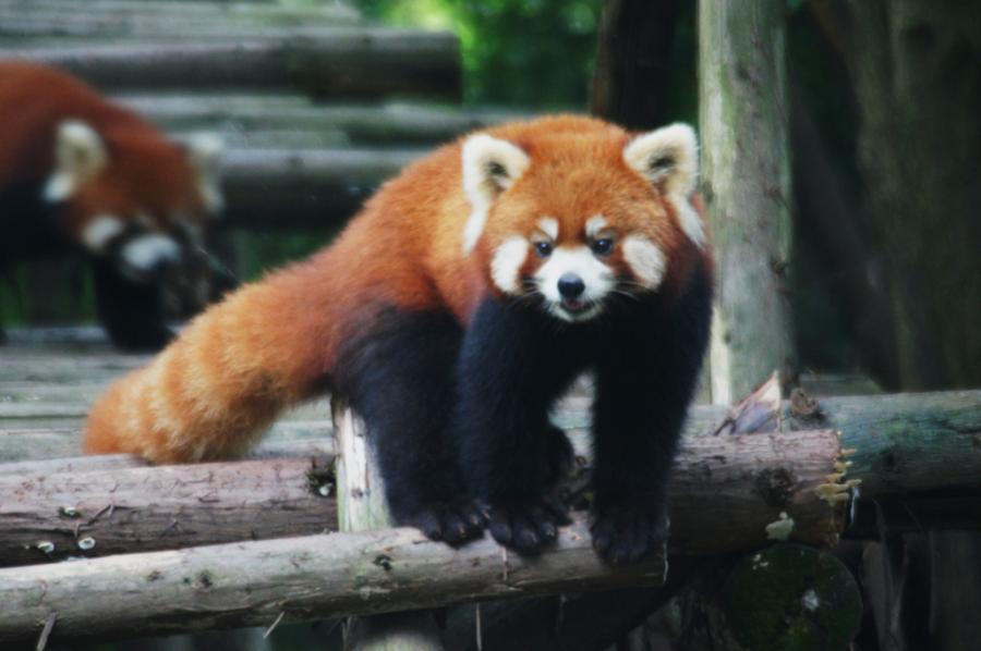 Китай BA4TB Туристические достопримечательности Красная панда. Китай BA4TB Туристические достопримечательности Красная панда.