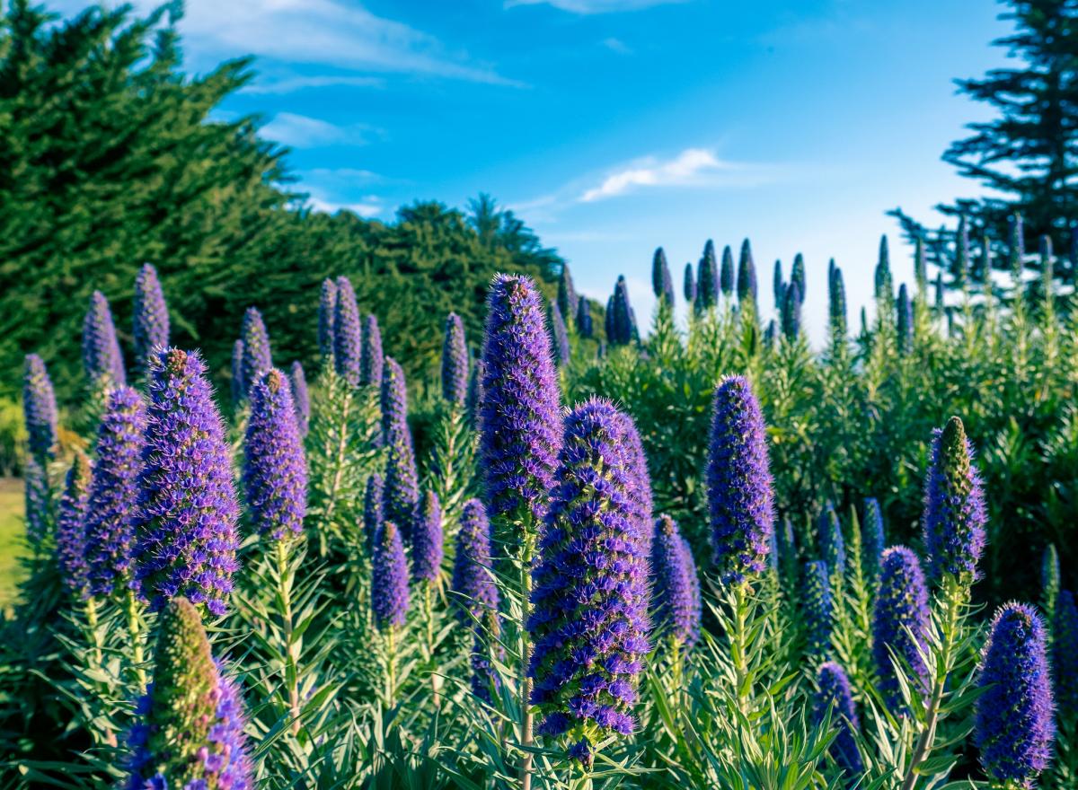 CT9/IZ2DPX Остров Мадейра Туристические достопримечательности CT9/IZ2DPX Остров Мадейра Туристические достопримечательности