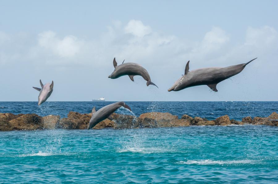 Curacao PJ2/KB7Q DX News Dolphins