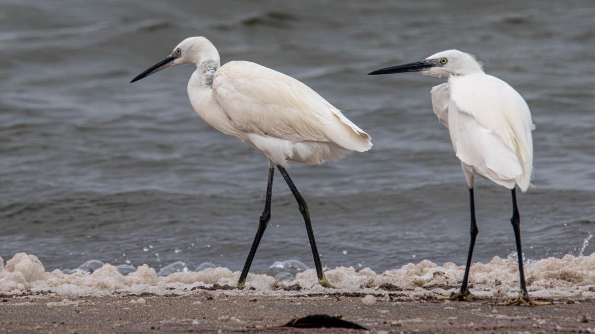 D2A Ангола DX Новости D2A Ангола DX Новости