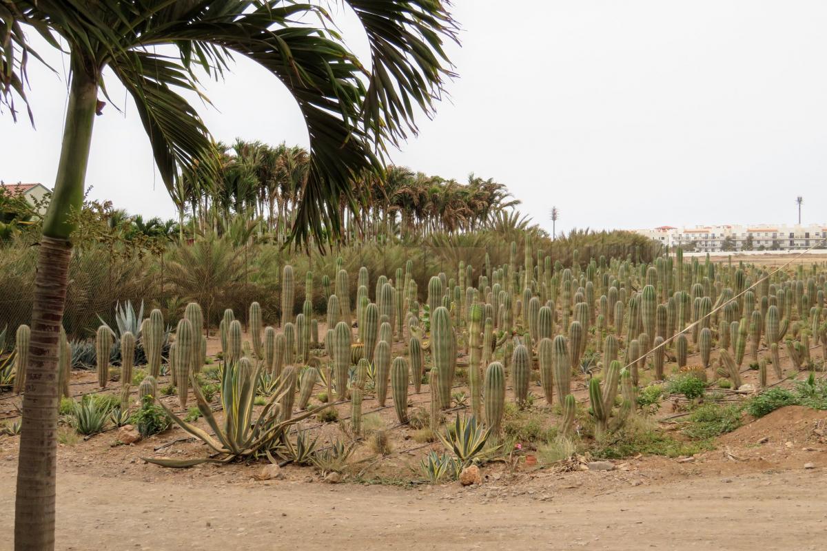 D4SAL Sal Island, Cape Verde, Cabo Verde Tourist attractions and spot D4SAL Sal Island, Cape Verde, Cabo Verde Tourist attractions and spot