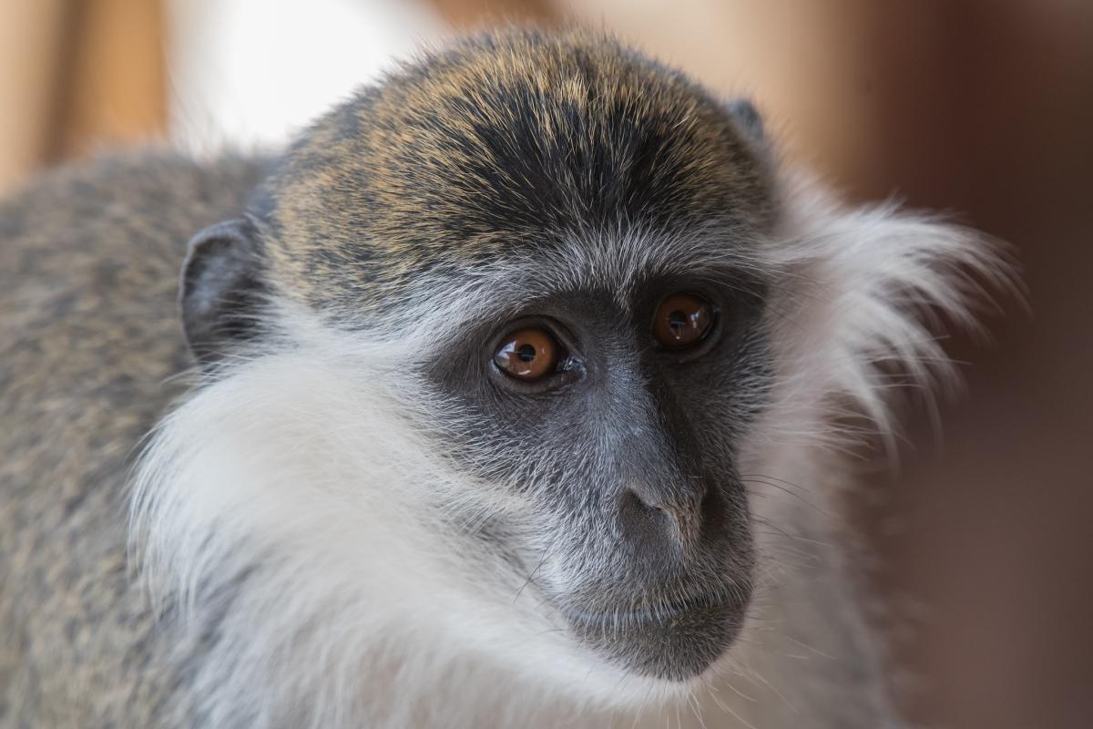 Обезьяна Гривет, Джибути Обезьяна Гривет, Джибути