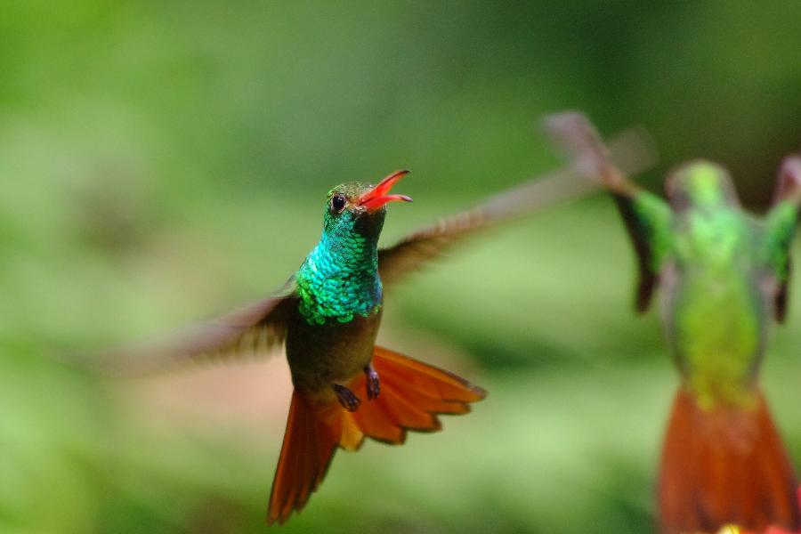 Ecuador HC1WBT Tourist attractions spot Hummingbird, Mindo. Ecuador HC1WBT Tourist attractions spot Hummingbird, Mindo.