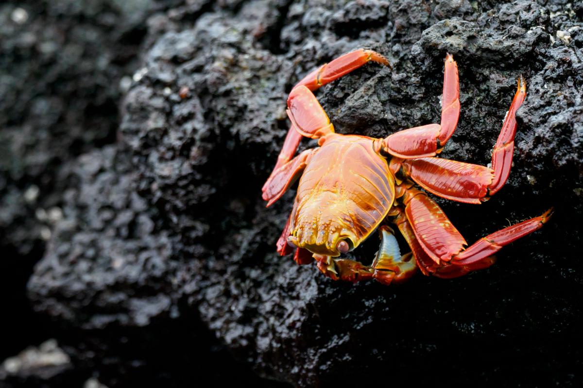 Краб Салли Лайтфут, остров Дженовеза он же остров Хеновеса он же остров Тауэр, Галапагосские острова, Эквадор Краб Салли Лайтфут, остров Дженовеза он же остров Хеновеса он же остров Тауэр, Галапагосские острова, Эквадор