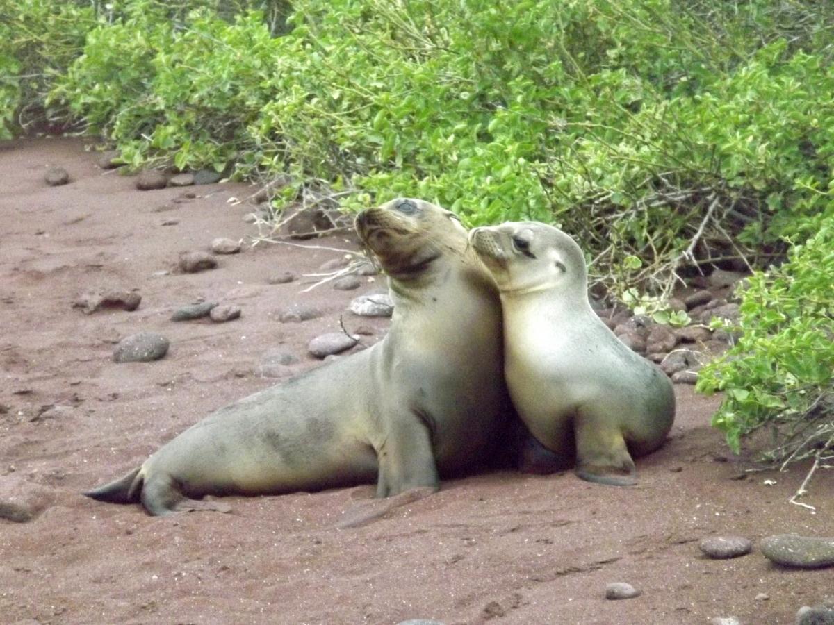 Морские львы, остров Рабида он же Джервис, Галапагосские острова, Эквадор Морские львы, остров Рабида он же Джервис, Галапагосские острова, Эквадор