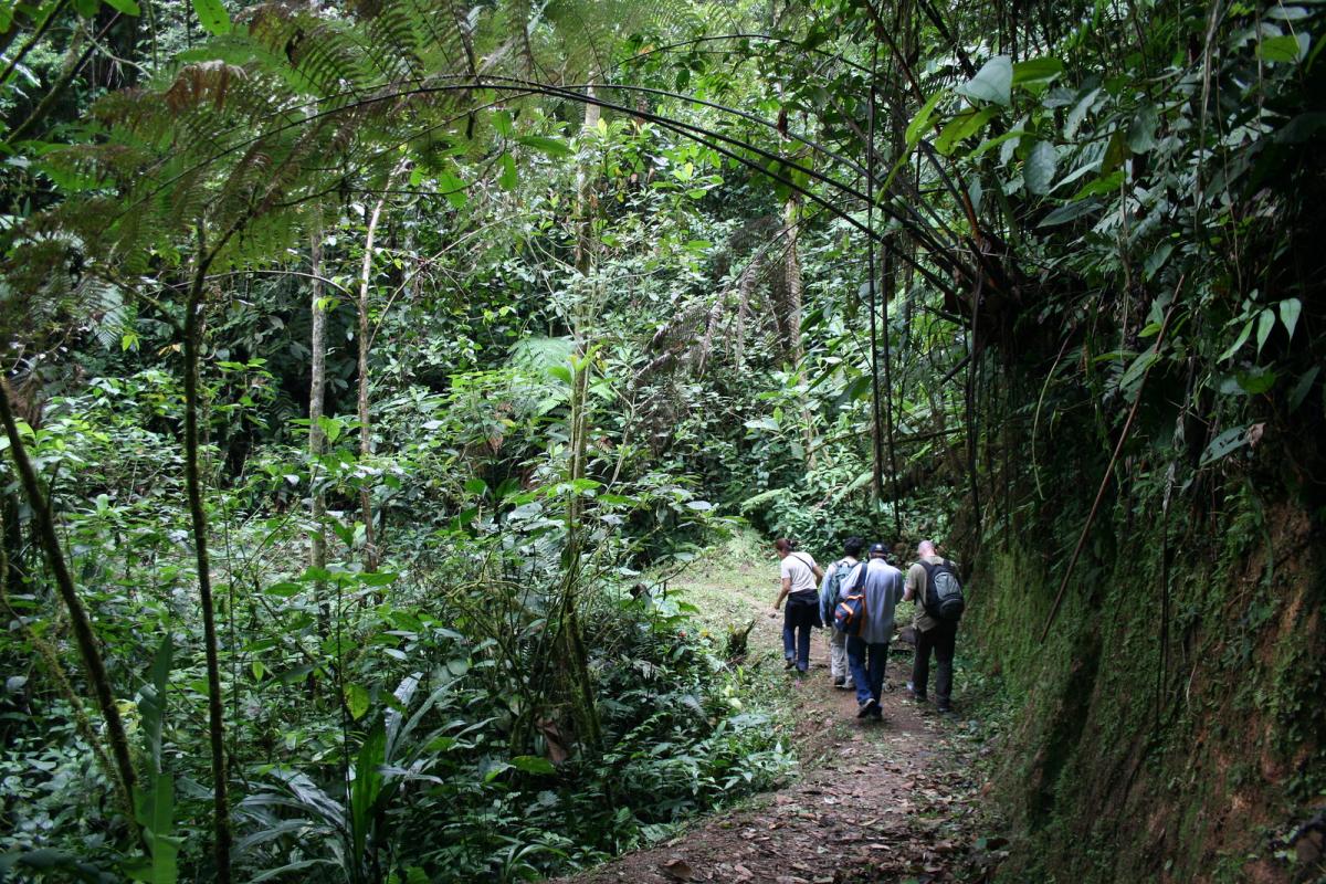 Национальный парк Подокарпус, Эквадор Национальный парк Подокарпус, Эквадор
