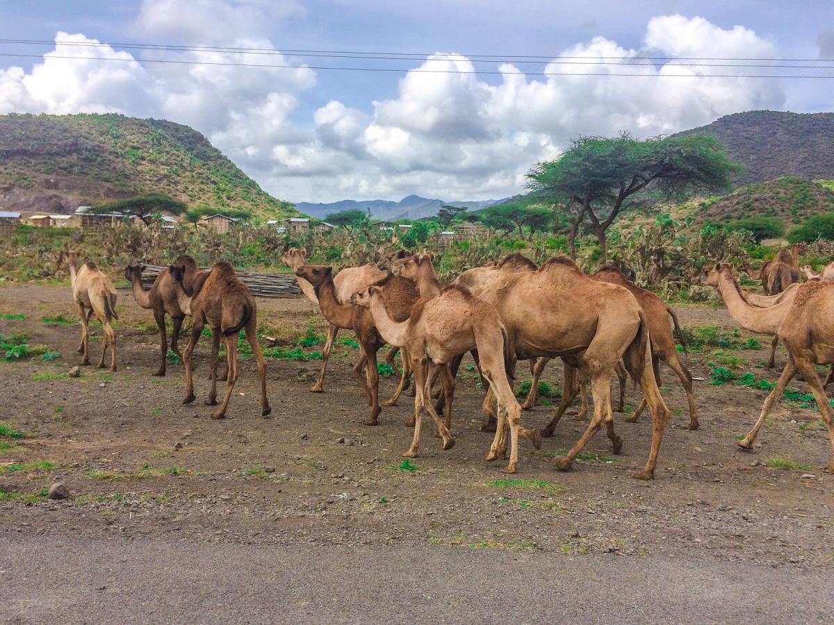 Верблюды, Эфиопия Верблюды, Эфиопия