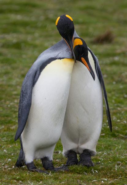 Falkland Islands VP8VPC DX News King penguins. Falkland Islands VP8VPC DX News King penguins.