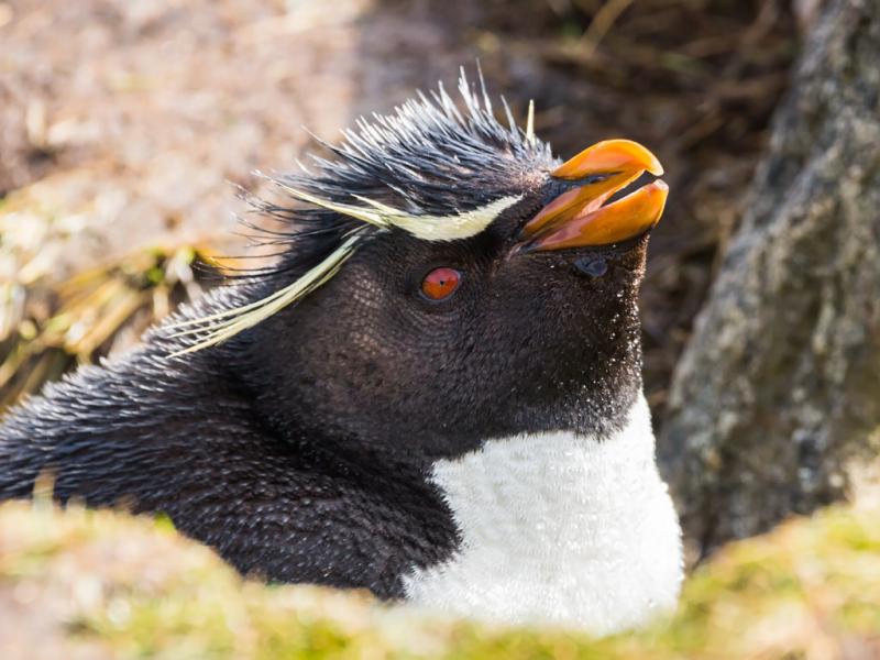Falkland Islands VP8VPC Tourist attractions spot Rockhopper penguin, West Point Island. Falkland Islands VP8VPC Tourist attractions spot Rockhopper penguin, West Point Island.