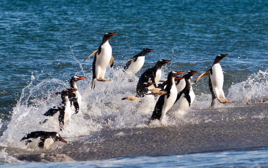 Falkland Islands VP8VPC Gentoo penguins Falkland Islands VP8VPC Gentoo penguins