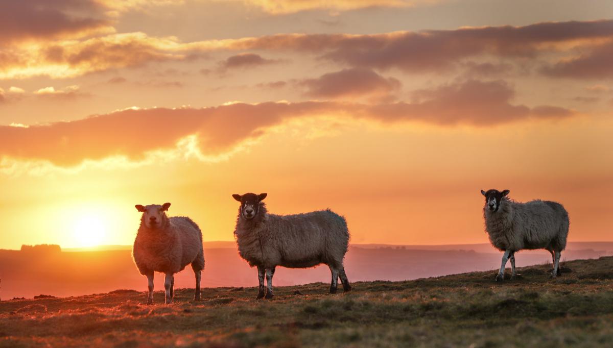 Золотая овца, Фарерские острова Золотая овца, Фарерские острова