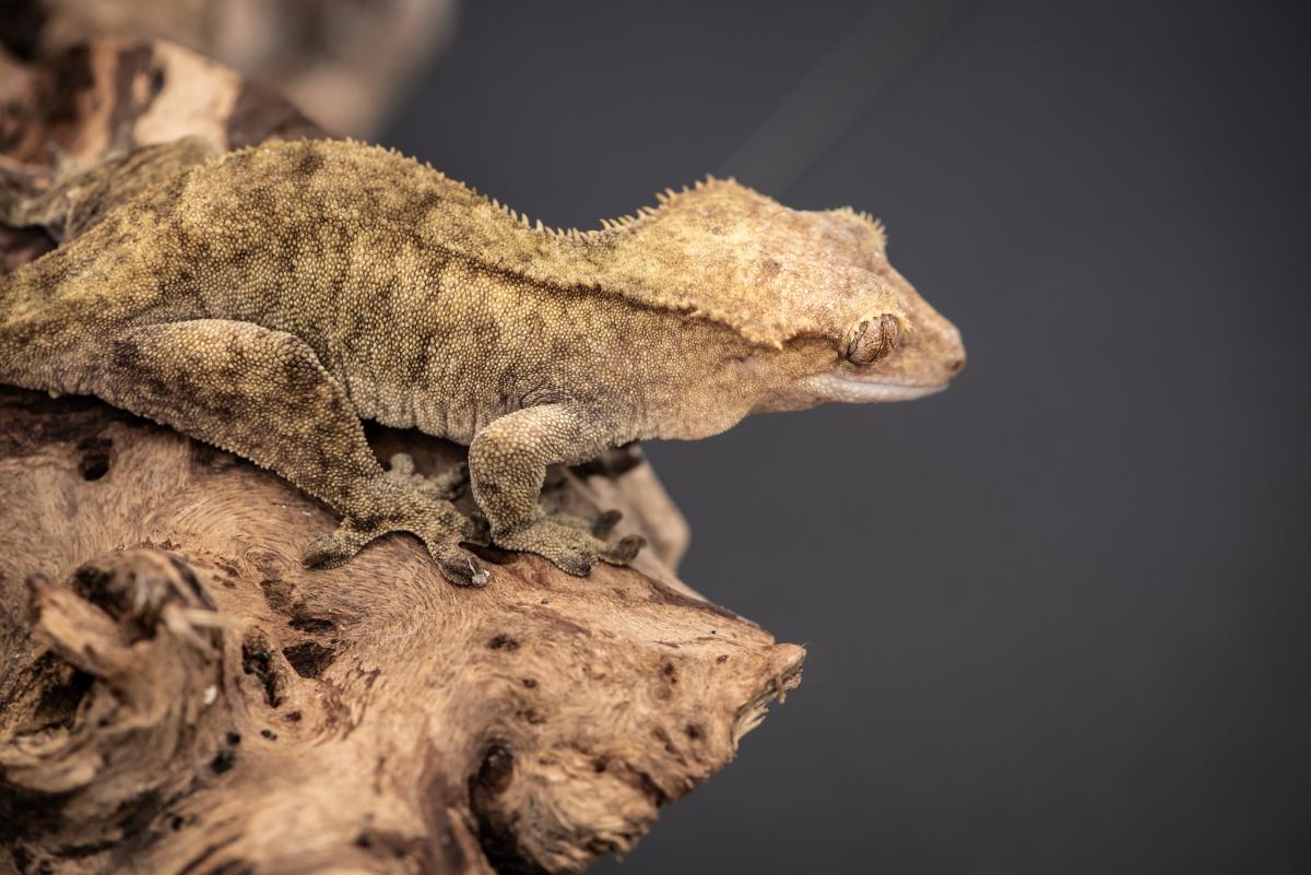 FK8CJ Crested Gecko, New Caledonia. Tourist attractions spot FK8CJ Crested Gecko, New Caledonia. Tourist attractions spot