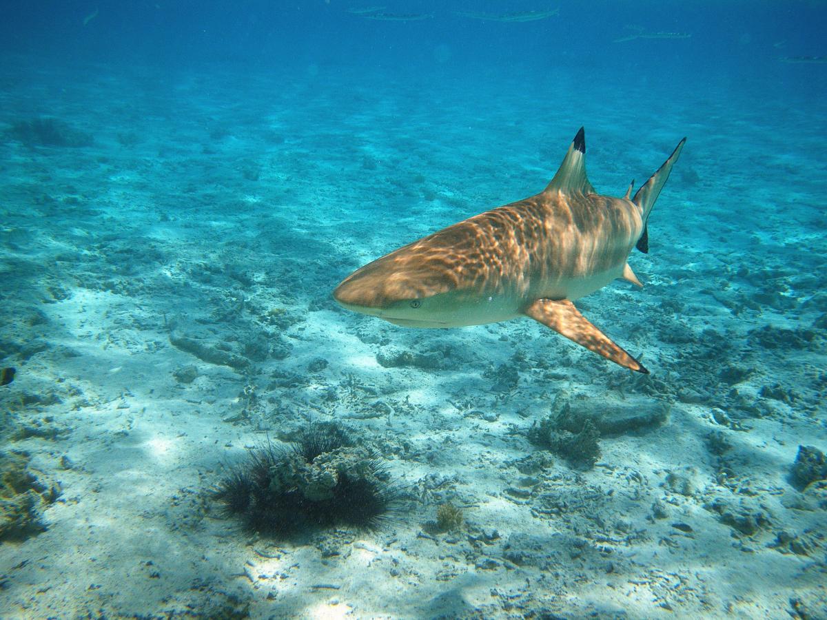 FO/HB9XBG Bora Bora Island, French Polynesia. Tourist attractions spot FO/HB9XBG Bora Bora Island, French Polynesia. Tourist attractions spot