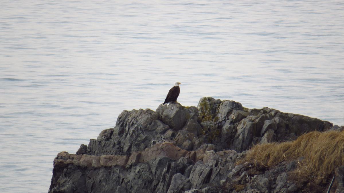 FP/F5TJP Saint Pierre and Miquelon Islands Tourist attractions spot FP/F5TJP Saint Pierre and Miquelon Islands Tourist attractions spot