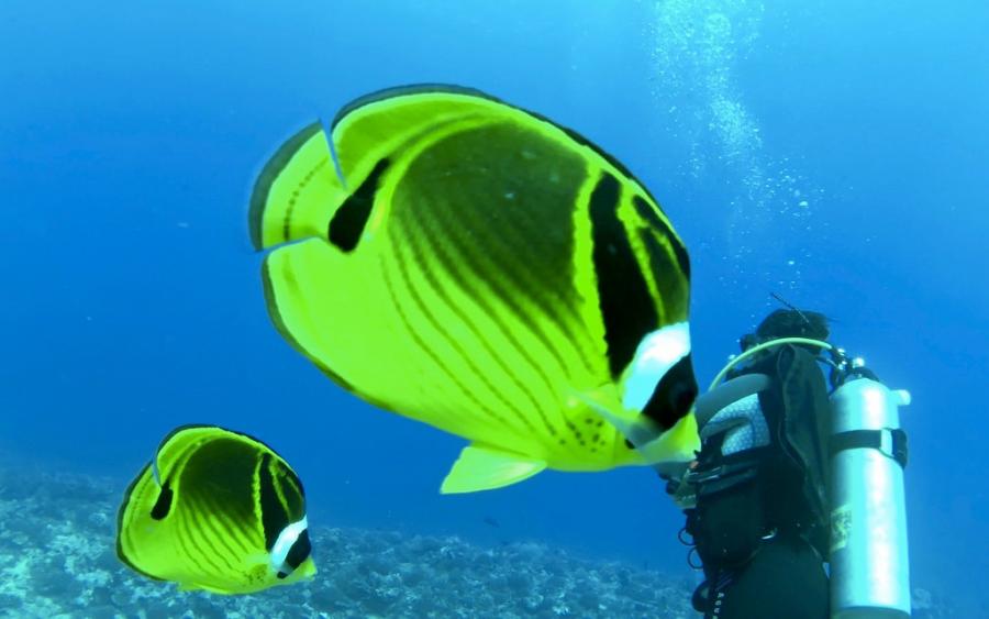 Французская Полинезия FO/IZ2ZTQ Туристические достопримечательности Французская Полинезия FO/IZ2ZTQ Туристические достопримечательности