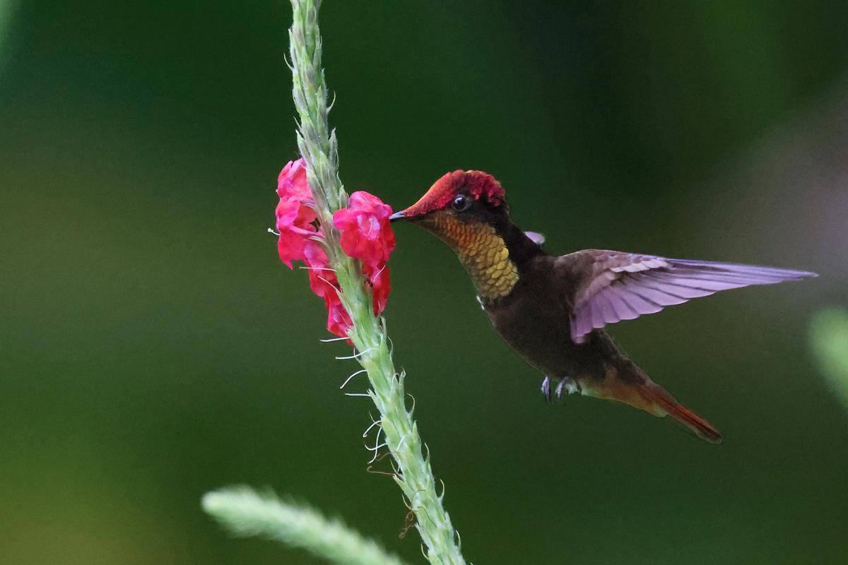 FY/F4GPK Ruby-topaz Hummingbird. Male, French Guiana. Tourist attractions spot FY/F4GPK Ruby-topaz Hummingbird. Male, French Guiana. Tourist attractions spot