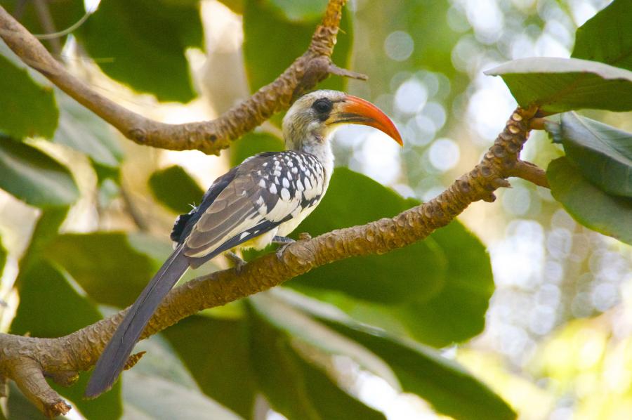 hornbill Gambia C5 / PA7X