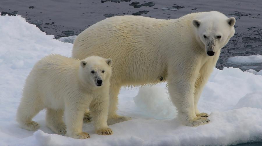 Greenland OX/SM7RYR DX News Polar Bear Greenland OX/SM7RYR DX News Polar Bear