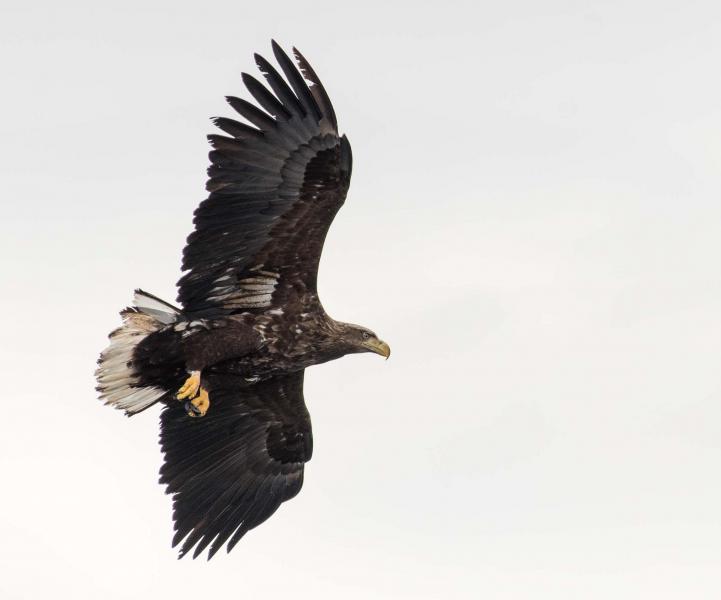 Greenland OX/SM7RYR Tourist attractions spot Greenland Eagle Greenland OX/SM7RYR Tourist attractions spot Greenland Eagle