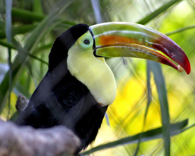 Гватемала TG7/KC0W Туристические достопримечательности Тукан Гватемала TG7/KC0W Туристические достопримечательности Тукан