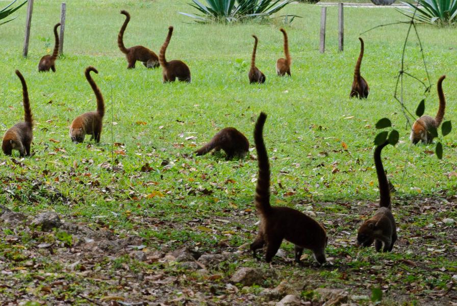 Гватемала TG7/KC0W Тикаль Гватемала TG7/KC0W Тикаль