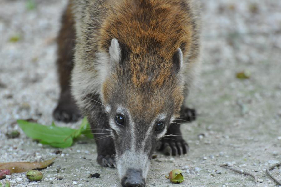 Гватемала TG/SP7VC DX Новости Коати. Гватемала TG/SP7VC DX Новости Коати.