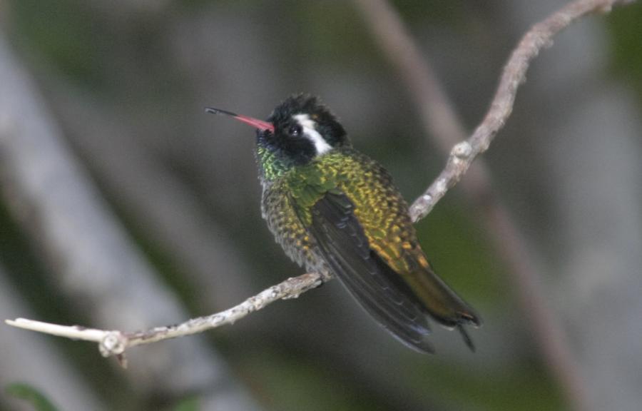 Гватемала TG/SP7VC Туристические достопримечательности Колибри. Гватемала TG/SP7VC Туристические достопримечательности Колибри.