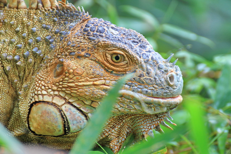 Гватемала TG/SP7VC Игуана Гватемала TG/SP7VC Игуана