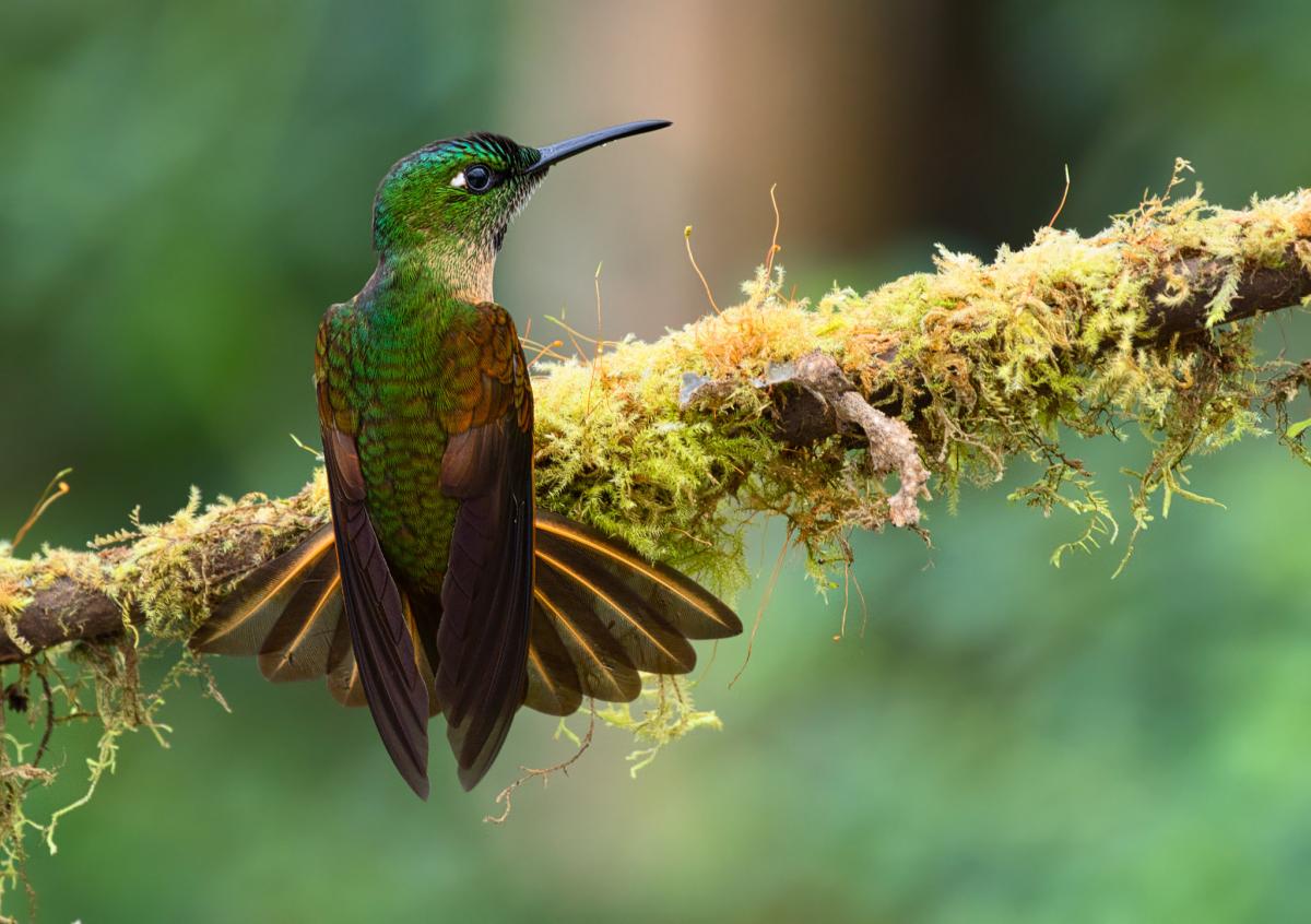 HC5JLT Santarosa Bird Lodge, San Miguel de Los Bancos, Ecuador. DX News