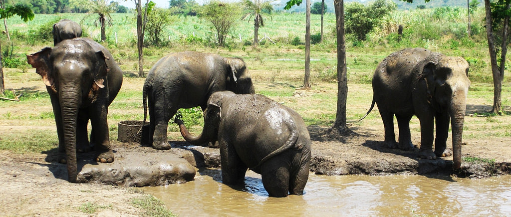 HS0AC Elephants, Kanchanaburi, Thailand. Tourist attractiions spot. HS0AC Elephants, Kanchanaburi, Thailand. Tourist attractiions spot.