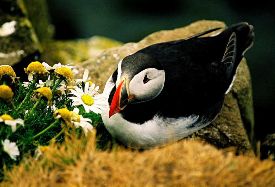 Исландия TF/F5CWU Тупик Исландия TF/F5CWU Тупик