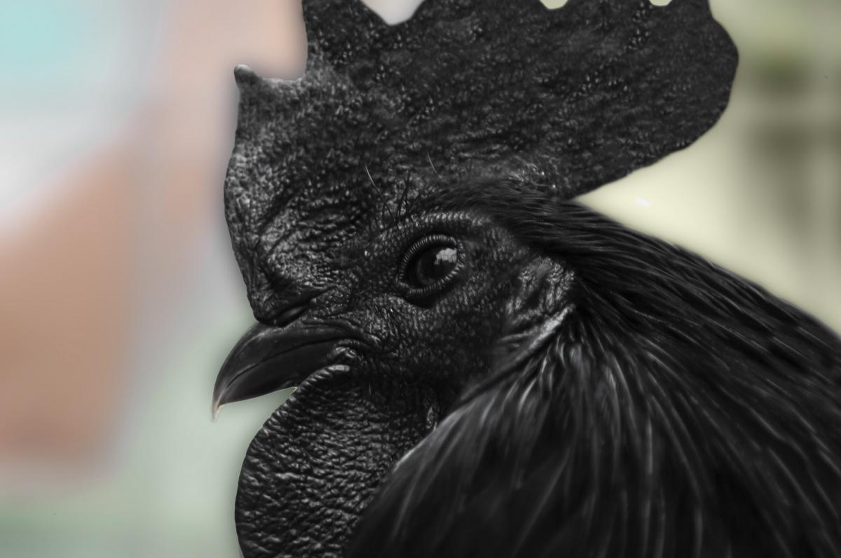 Аям Чемани, Индонезия Аям Чемани, Индонезия