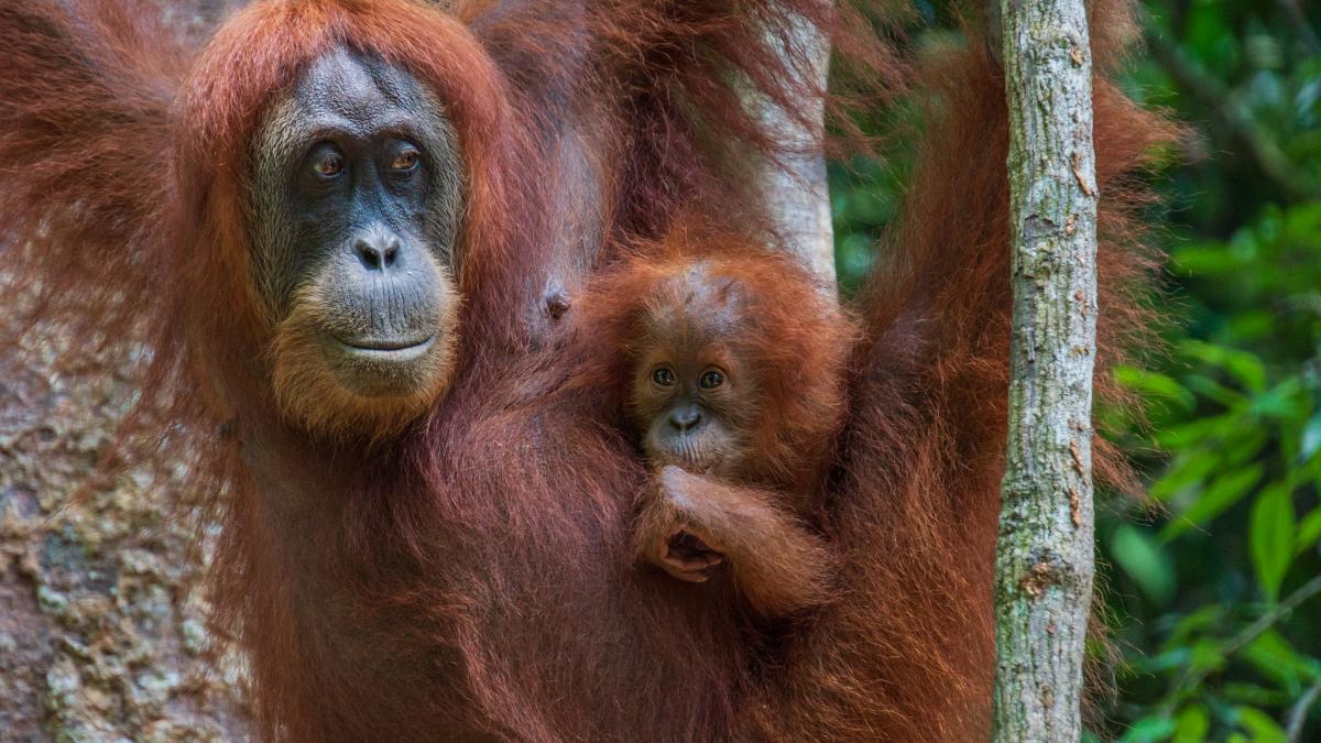 Орангутан с детенышем, национальный парк Букит Лаванг, остров Суматра, Индонезия Орангутан с детенышем, национальный парк Букит Лаванг, остров Суматра, Индонезия