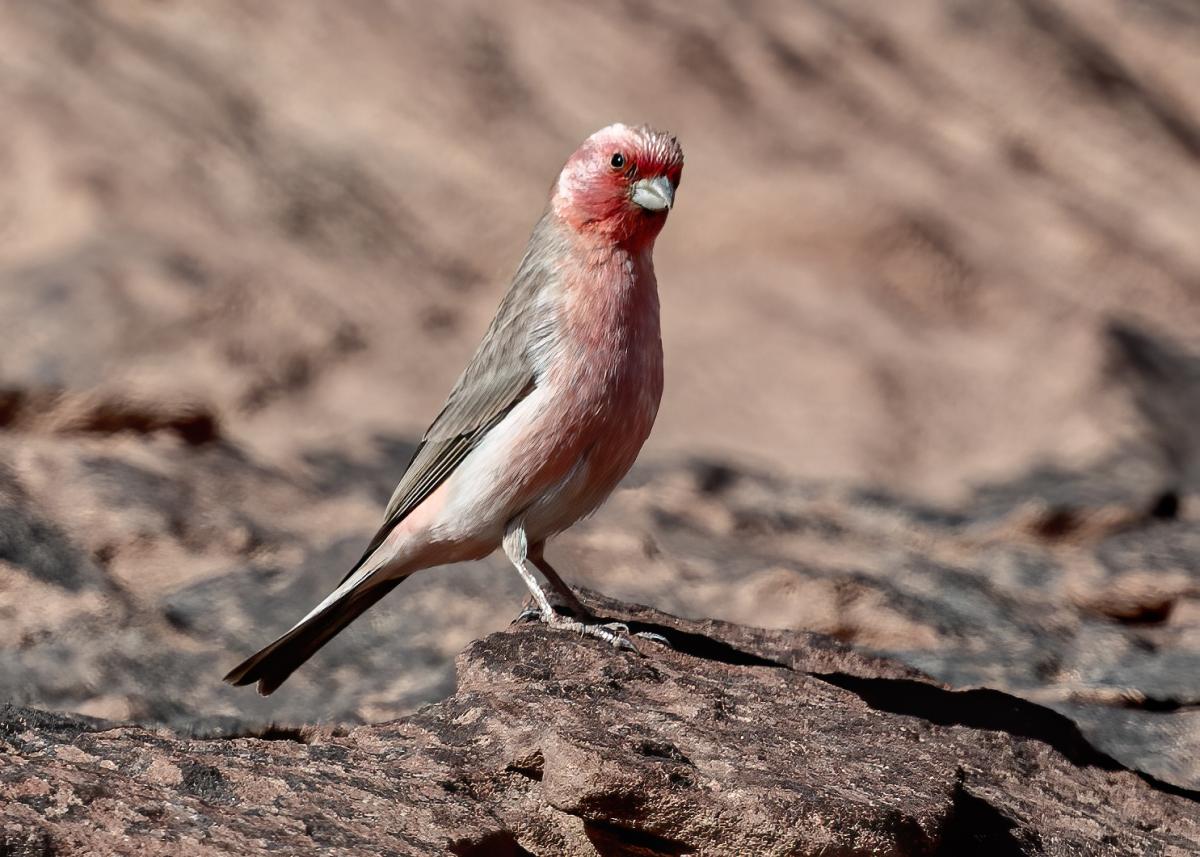 Бледная чечевица, певчая птица - национальный символ Иордании, Иордания Бледная чечевица, певчая птица - национальный символ Иордании, Иордания