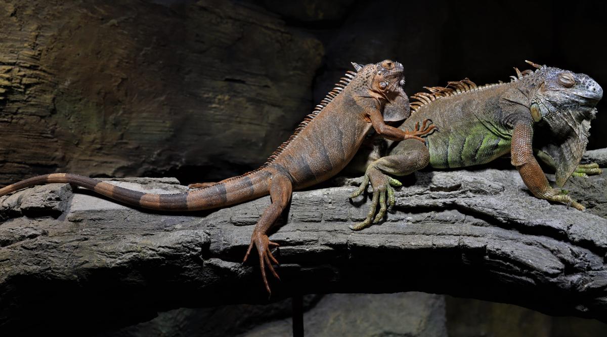 J38XB Grenada Island DX News