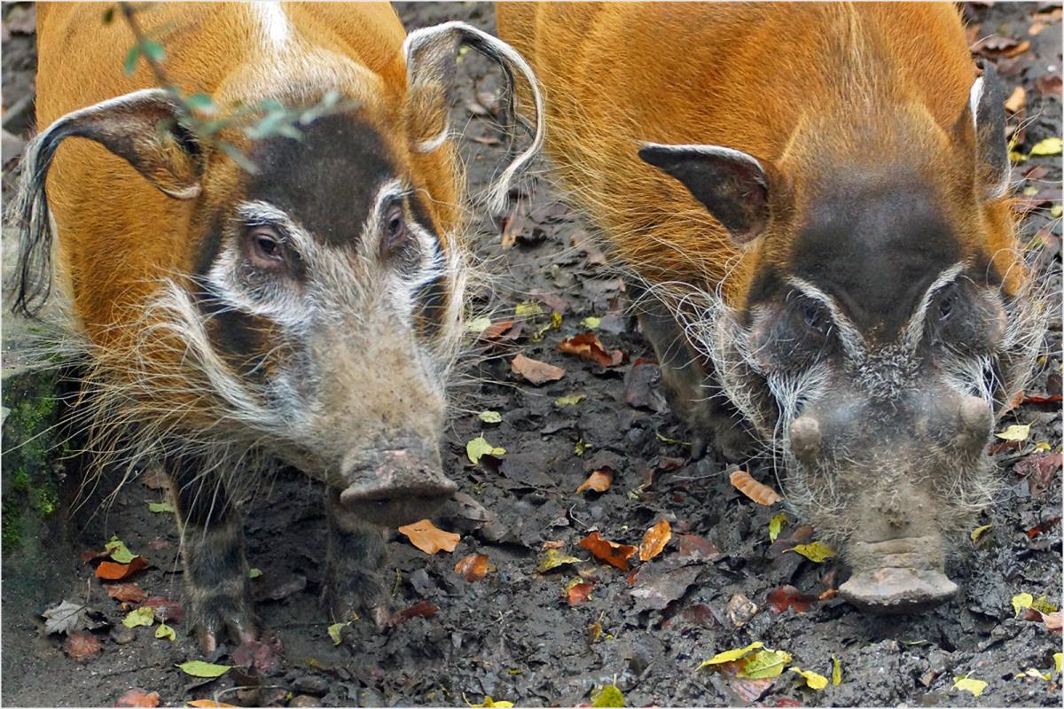 J51A Guinea Bissau DX News