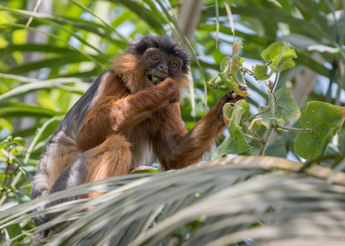 J51A Guinea Bissau Tourist attractions spot
