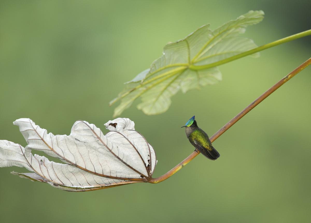 J8/UR5BCP Колибри, Сент Винсент и Гренадины Туристические достопримечательности J8/UR5BCP Колибри, Сент Винсент и Гренадины Туристические достопримечательности